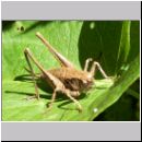 Pholidoptera griseoaptera - Strauchschrecke w05.jpg